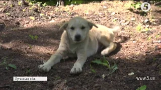 Захисники Катеринівки розповіли, як птахи та бойові пси допомагають пильнувати ворога