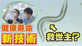 【新技術】健康寿命を見える化！？カギを握る生物「線虫」とは一体何者？