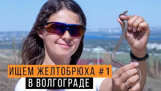 Ловим ГИГАНТСКОГО желтобрюха #1 / Волгоград / Змеелов - ученый