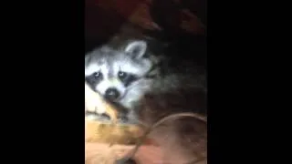 Angry Trapped Raccoon