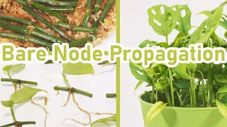 How To Propagate Monstera Adansonii Leafless Nodes ( EASY )