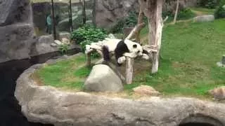 Панда отдыхает. Panda resting. Оушен Парк, Гонконг. Ocean Park, Hong Kong