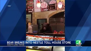 Bear breaks into Nestlé Toll House Café in South Lake Tahoe