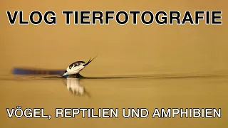 Blässhuhn erbeutet Frosch, Ringelnatter und fehlende Gebirgsstelzen - VLog Tierfotografie