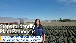 Steps to Identify Plant Pathogens with Johanna Del Castillo