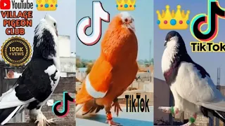 Pigeon 😍 | 🕊️ Pigeon tik tok | pigeon tik tok ⚡ video | 🔥 Kabutar tik tok | kabutar tiktok video