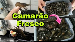 COMO LIMPAR CAMARÃO DE AGUA DOCE/OU SEJA DE CRIATORIO