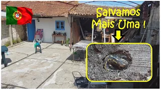 DIA DE LIMPAR E MOSTRAR O PÁTIO DA CASA | ACHAMOS UMA SALAMANDRA DE FOGO E UM  FILHOTE !