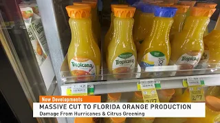 Massive Cuts to Florida Orange Production: Damage From Hurricanes & Citrus Greening