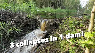 Amazing! Beaver Dam Just Eroded!