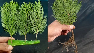 How to propagate Thuja/Jhau from cutting