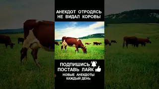 анекдот про корову