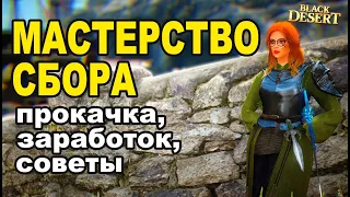 МАСТЕРСТВО СБОРА: Заработок 60 - 80кк в Black Desert (Гайд)