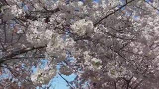 Cherry blossoms in full bloom in Washington D.C.