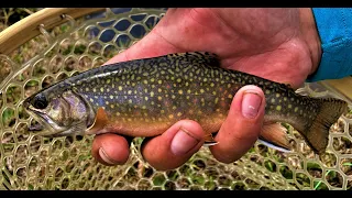 Small Stream Fishing In Idaho. All Dry Fly Fishing! All Brook Trout!