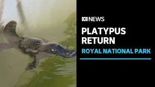 Platypuses return to Sydney's Royal National Park after 50 years | ABC News