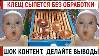 Шок контент!  Делайте выводы!  Клещ сыпется сам?!