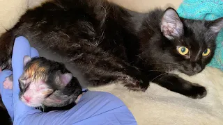 Pregnant Cat Giving Birth to 6 Different Color Kittens
