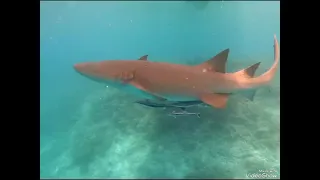 Sharks|Maldives #shorts
