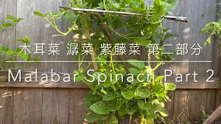 花盤種植 木耳菜，潺菜，皇宫菜，紫藤菜 一 How to Plan Malabar Spinach in a Flower Pot part 2