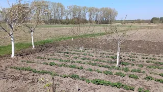 Весняні роботи на дачі: побілила, посіяла, посапала, постірала.