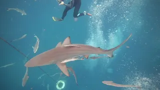 Shark Drone Footage - Aliwal Dive Centre