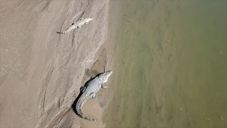 Croc feeding frenzy