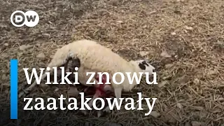 Wilki znowu zaatakowały