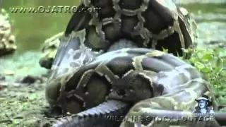 Python eats Alligator 02, Time Lapse Speed x6 clip0