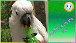 We DO Talk About Enrichment Club | Ep.108: Parrot Toys and Play | Cockatude: Cockatoos with Attitude