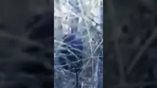IS THIS BIGFOOT IN SOUTH CAROLINA WOODS
