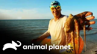 Animais que você pode encontrar debaixo d’água | Perdido no México | Animal Planet Brasil