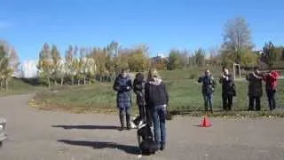 АСТ сдает собаку в городе