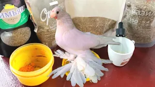 У голубей от лечебных трав глисты пошли наружу вот они. Medicinal herb against parasites in pigeons