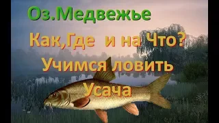 Русская Рыбалка 4. Оз.Медвежье - "Как,Где и на Что? Учимся ловить Усача"(Фарм Усача)