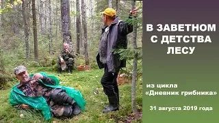 В заветном с детства лесу. Дневник грибника 31 августа 2019 года!