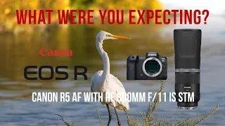 My thoughts on the Canon RF800mm F/11 IS STM