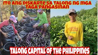 Paano Mag-alaga ng Talong ang taga-Pangasinan- Talong Capital of the Philippines