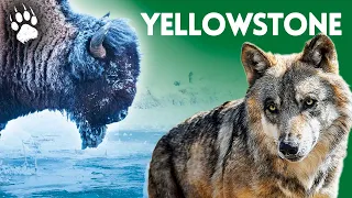 Le Parc national de Yellowstone - Guide - Voyage - Documentaire animalier - HD - AMP