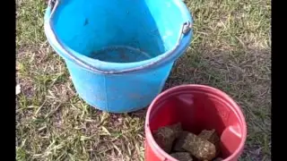 Feeding Your Horse Alfalfa Cubes: How and Why