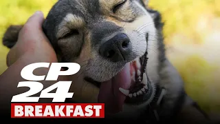 CP24 Breakfast's Live in the City events for the week of March 24th, 2023