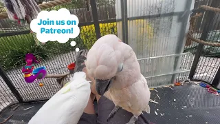 Don't Let Your Parrot Stress You Out | Ep.119: Keeping Calm | Cockatude: Cockatoos with Attitude