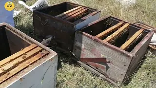 Tarlacıların geri dönme riski yok - Arılıkta (yerinde) bölme nasıl yapılır.  Beekeeping. arıcılık.