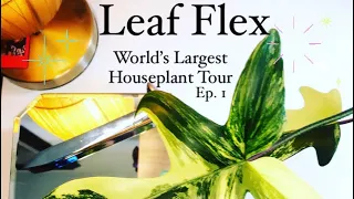 Leaf Flex | World’s Largest Houseplant Tour | Episode 1