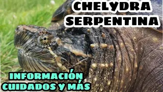 Cuidados de la Tortuga Lagarto (Chelydra Serpentina)