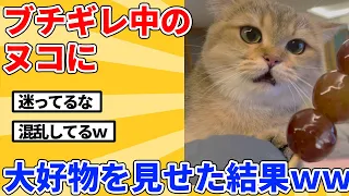 【2ch動物スレ】ブチギレ中のヌコに大好きな団子を見せた結果ｗｗｗｗｗ