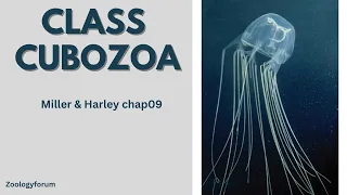 Class Cubozoa| Sea Wasp |Phylum Cnidaria |Miller and Harley chap09