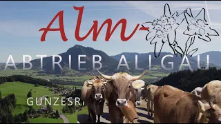 Viehscheid (Almabtrieb) Gunzesried 2023 im Allgäu: 19 Alpen, 14 Herden, 15.000 Zuschauer