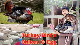 Turkey 🦃 Bird's K Egg Or Chikes Available All over the Paksitan