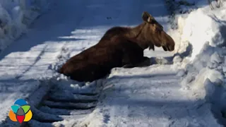 Landscapers save moose